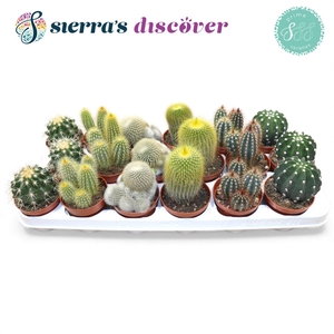 Discover® - Granada Cactus Mix (Prime)