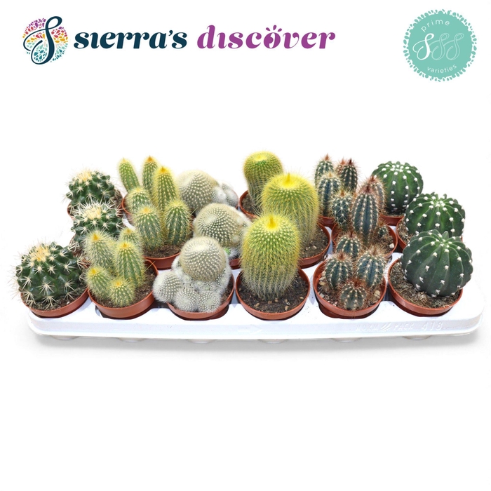 <h4>Discover® - Granada Cactus Mix (Prime)</h4>