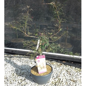 Acer palmatum