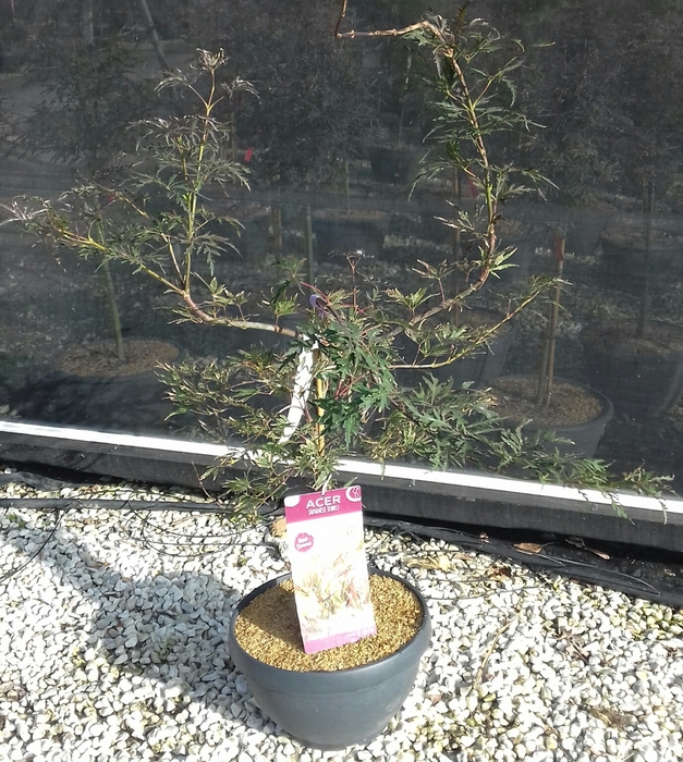 <h4>Acer palmatum</h4>