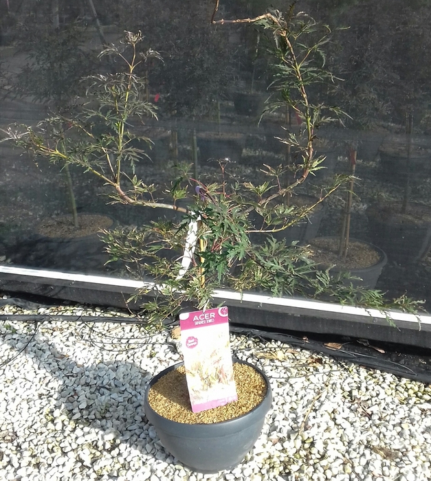 <h4>Acer palmatum</h4>