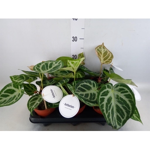 Anthurium   ...