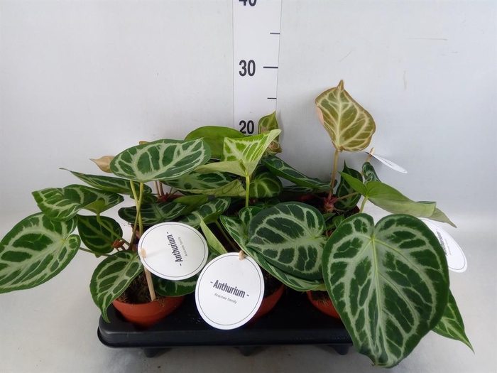 <h4>Anthurium ...</h4>