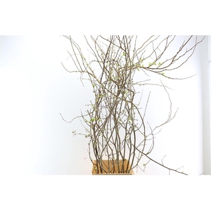 Chaenomeles Superba White