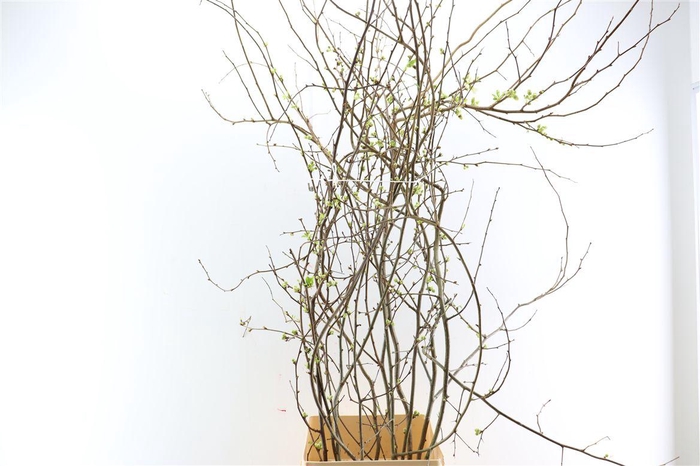 <h4>Chaenomeles Superba White</h4>