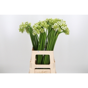 Ornithogalum Saundersiae