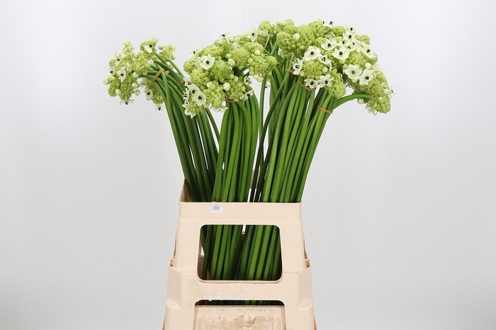 <h4>Ornithogalum Saundersiae</h4>