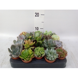 Succulents   ...