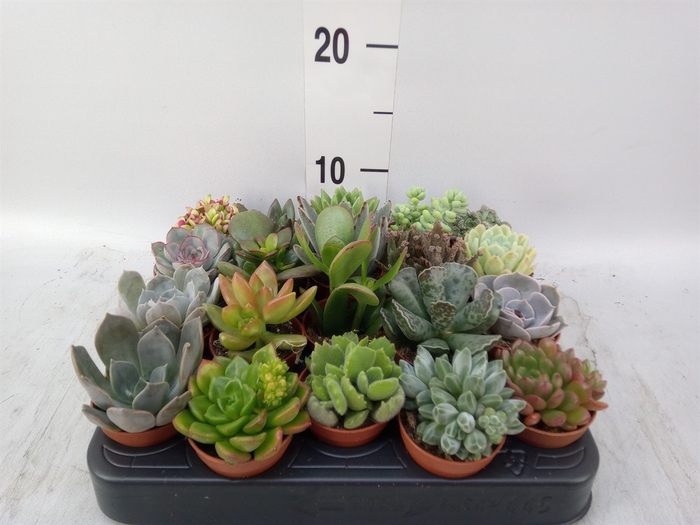 <h4>Succulents   ...</h4>