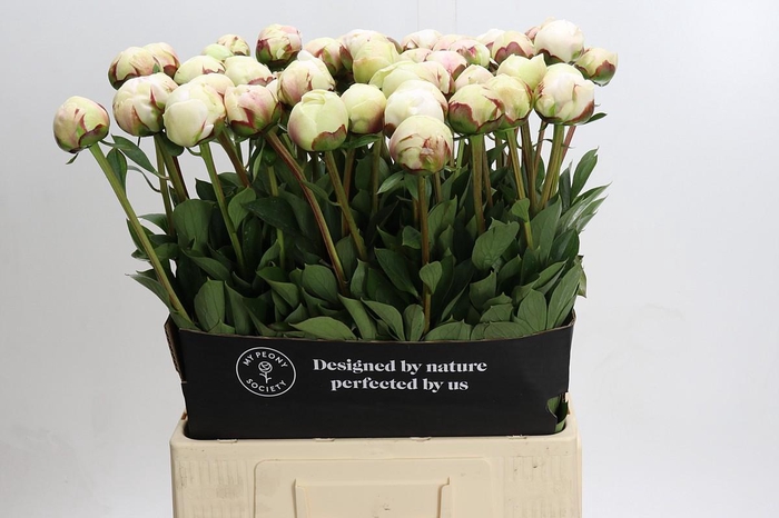 <h4>Paeonia Odile</h4>