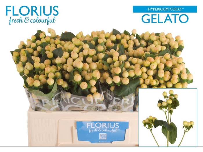 <h4>Hyp Coco Gelato</h4>