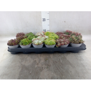 Sempervivum   ...