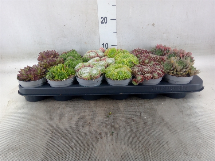 <h4>Sempervivum   ...</h4>