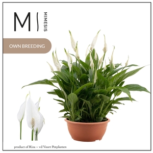 Mimesis Spathiphyllum Chopin - 17 cm Schaal