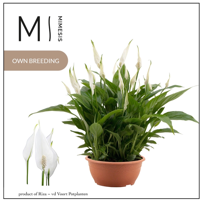 <h4>Mimesis Spathiphyllum Chopin - 17 cm Schaal</h4>