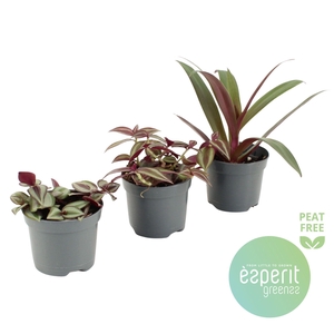 Tradescantia Mix 2-3 srt.