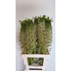 EUCOMIS SEEDS SPECIAL