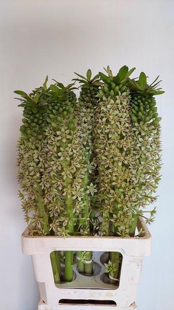 EUCOMIS SEEDS SPECIAL