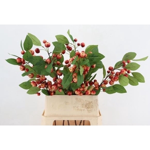 AF Malus apple L90cm red
