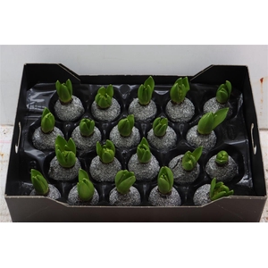 Wax Hyacinth Topline Gl Zilver Shiny