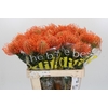 Nutans Ayoba Mandarin Zest