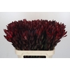 Leucadendron Saf Sunset Dark R.