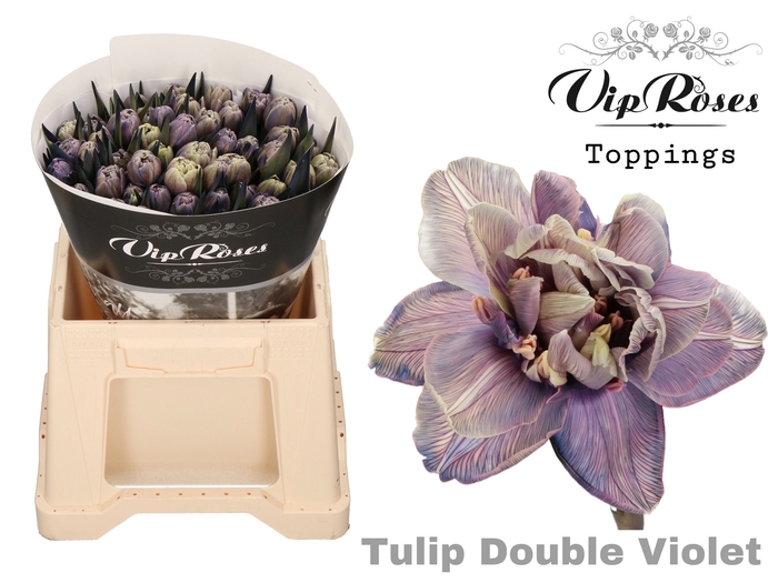 Tulipa do paint double violet