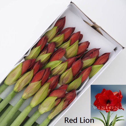 HIPP GA RED LION
