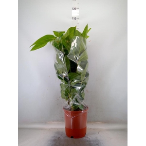 Schefflera actin. 'Amate'