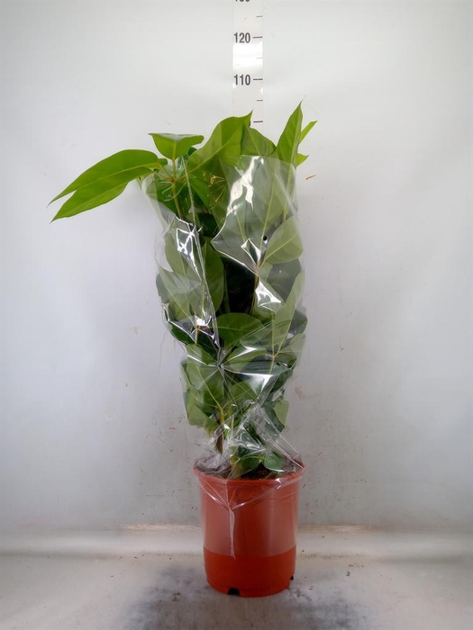 <h4>Schefflera actin. 'Amate'</h4>