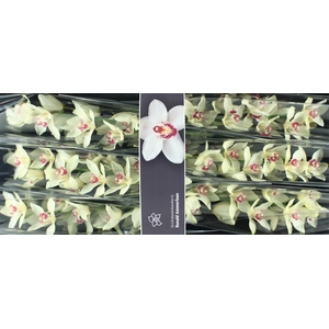 Cymbidium Ivory Doos