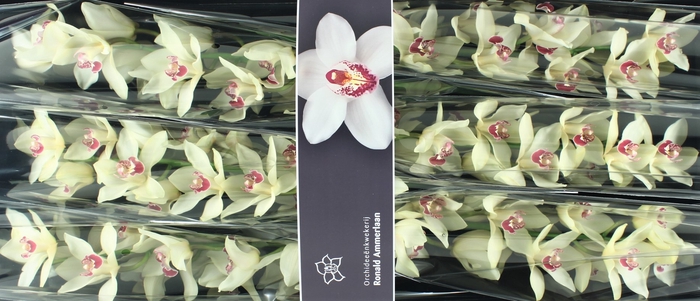 <h4>Cymbidium Ivory Doos</h4>