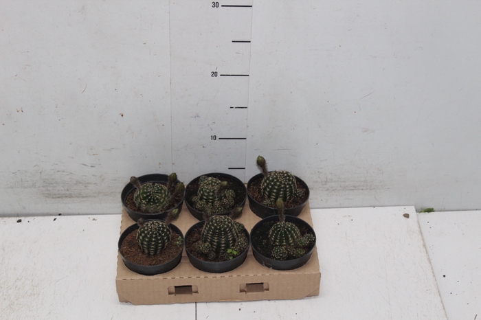 <h4>CACTUS LOBIVIA P09</h4>