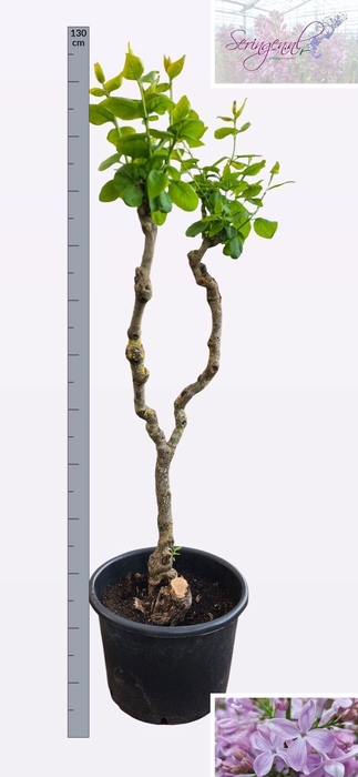 <h4>SYRI V HUGO KOSTER</h4>