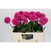 Dahlia Happy Hour