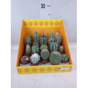 Cactus   ...mix 18