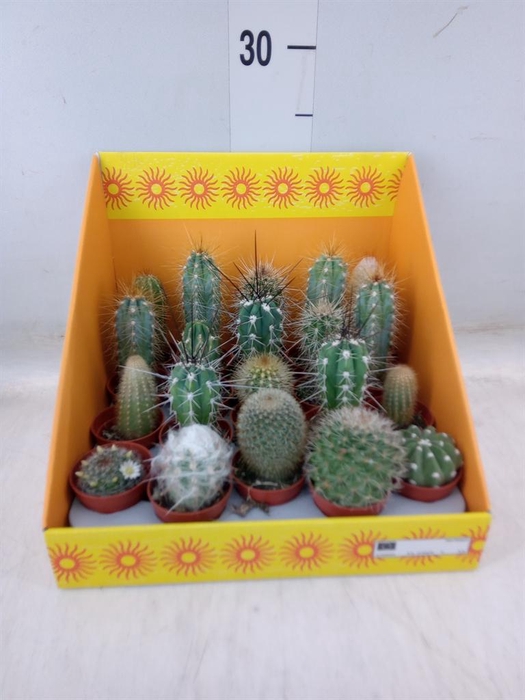<h4>Cactus   ...mix 18</h4>