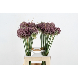 ALLIUM HAIRY FRIEND
