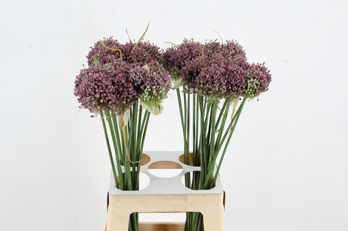 <h4>ALLIUM HAIRY FRIEND</h4>