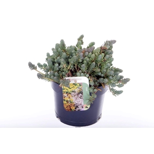 Sedum reflexum