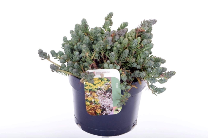 <h4>Sedum reflexum</h4>