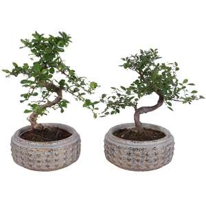 Bonsai Indoor Mix Ø14cm S-Shape in Ø18cm Luxury Bowl