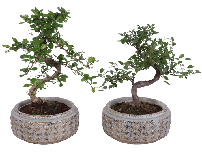 <h4>Bonsai Indoor Mix Ø14cm S-Shape in Ø18cm Luxury Bowl</h4>