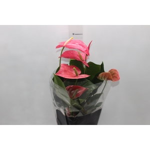 ANTHURIUM CALIFORNIA P17 ROSA PREMIUM
