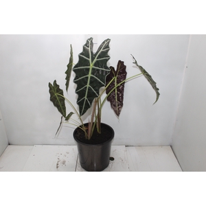 ALOCASIA AMAZONICA P23