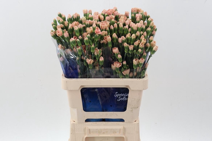 <h4>Di Tr Almendra hi</h4>