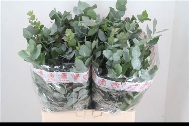 <h4>EUCALYPTUS CINEREA</h4>