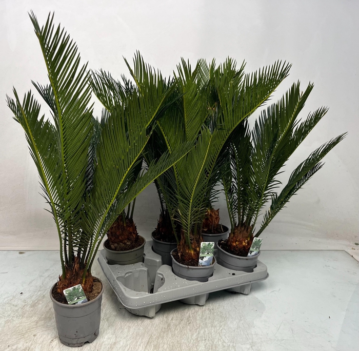 <h4>CYCAS REVOLUTA</h4>