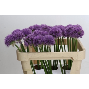 Allium Gladiator