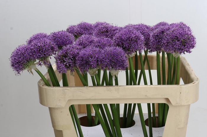 <h4>Allium Gladiator</h4>